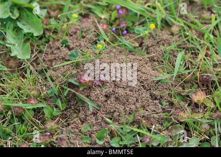 GELBE Wiese Ameisen (Lasius Flavus) machen Nester IN AUSGEGRABEN Boden auf Rasen Stockfoto