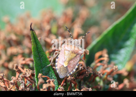 SLOE BUG (Dolycoris Baccarum) ON tot BUDDLIEA Blume Stockfoto