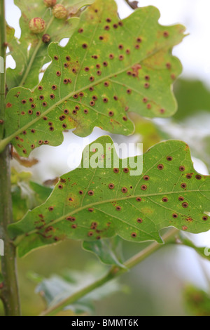 Seide-Taste SPANGLE GALL (Neuroterus Numisalis) ON Unterseite der OAK LEAF Stockfoto