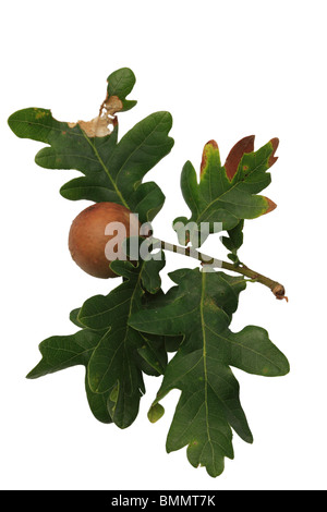 Eiche Marmor GALL (Andricus Kollari) ON OAK BRANCH IN Mitte Sommer Stockfoto