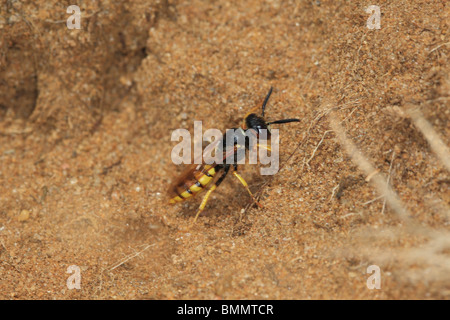 BEE KILLER WASP (Philanthus Triangulum) Graben Graben Seitenansicht Stockfoto