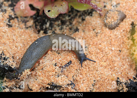 SCHWARZE Schnecke (Arion Ater) Essen BRAN Stockfoto