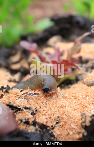 SCHWARZE Schnecke (Arion Ater) Essen BRAN Stockfoto