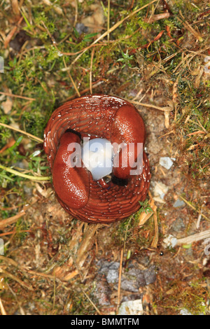 SCHWARZE Schnecke (Arion Ater) Paarung paar Stockfoto