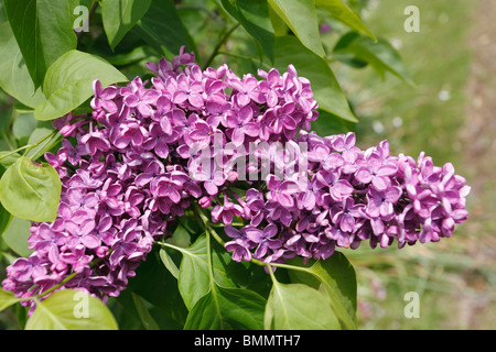 Gemeinsamen Flieder (Syringa Vulgaris) Nahaufnahme von Blumen Stockfoto