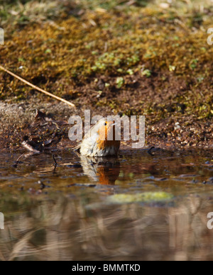 Robin (Erithacus Rubecula) Baden im Teich Stockfoto