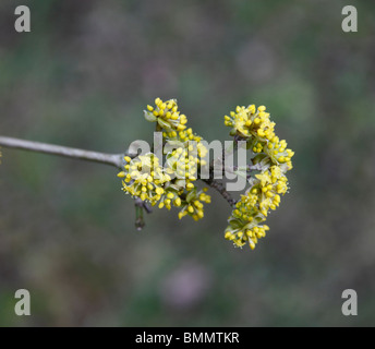 Cornelian Cherry (Cornus Mas) Nahaufnahme Blume Stockfoto