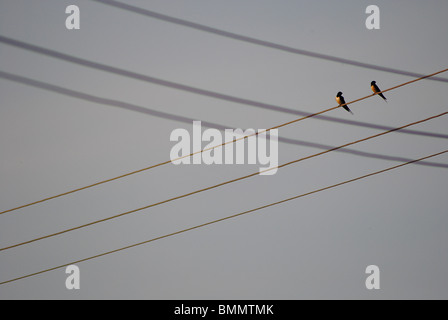 Schwalben sitzen auf einem Telegraphenkabel in Dorset, England Stockfoto