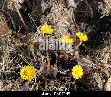 Huflattich (Tussilago Farfara) Pflanzen in Blüte Stockfoto