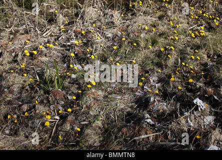 Huflattich (Tussilago Farfara) Pflanzen in Blüte Stockfoto