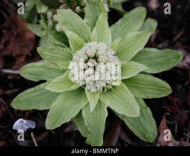 Brunnera Macrophylla Dawsons white Nahaufnahme Blume Stockfoto