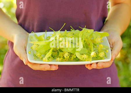 Blätter sammeln von Linde Stockfoto