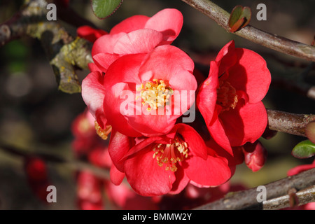 Nahaufnahme der Blüte Quitte (Chaenomeles X superba Pink Lady) Stockfoto