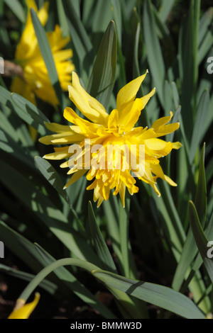 Narcissus (Narsissus Pumilos Rip van Winkle) Nahaufnahme Blume Stockfoto