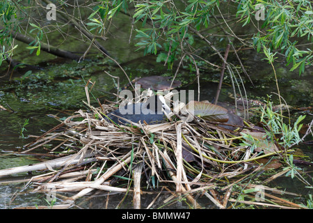 Blässhuhn (Fulica Atra) Weibliche Bebrüten Eiern im nest Stockfoto