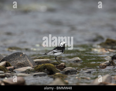 Trauerschnäpper Bachstelze (Motacilla Alba) stehend auf Stein am Rand der Flüsse Stockfoto