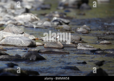 Wasseramseln (Cinclus Cinclus) hocken auf Felsen im Fluss Stockfoto