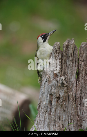 Grünspecht (Picus Viridis) Weibchen hocken auf Zaun Stockfoto