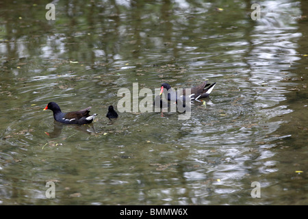 Teichhuhn (Gallinula Chloropus) paar jungen im Wasser füttert Stockfoto