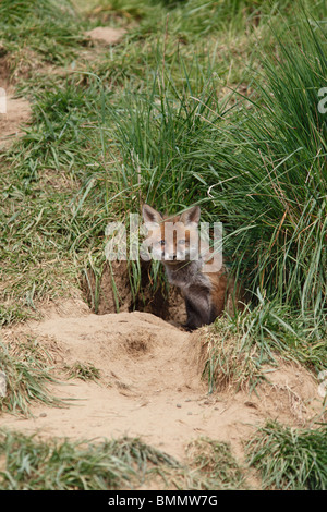 Fuchs (Vulpes Vulpes) Cub sitzen am Eingang zur Erde Stockfoto