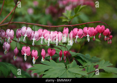 Tränendes Herz (Dicentra Spectabilis) Nahaufnahme von Blumen Stockfoto