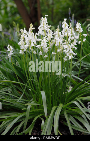 Spanische Bluebell (Hyacinthoides Hispanica la Grandesse) Pflanzen in Blüte Stockfoto