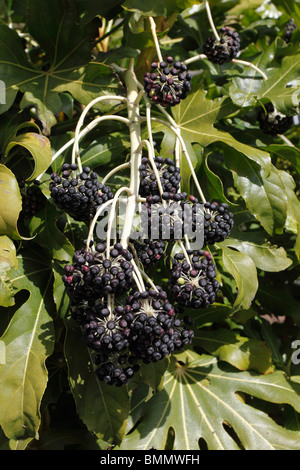 Fatsia Japonica Pflanze zeigt reife Beeren Stockfoto