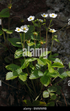 Wilde Erdbeeren (Fragaria Vesca) Pflanze in Blüte Stockfoto