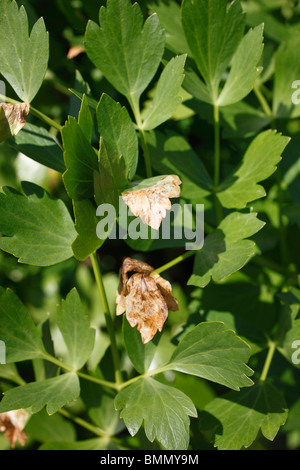 Liebstöckel (Levisticum Officinale) zeigt Miniermotte Schaden Stockfoto