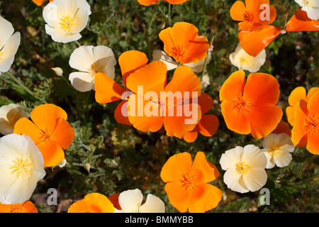 Kalifornischer Mohn (Eschscholzia Californica) Nahaufnahme von Blumen Stockfoto