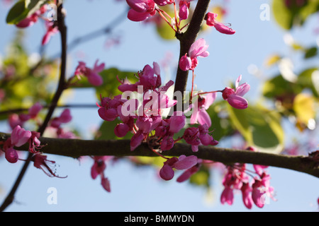 Judasbaum (Cercis Siliquastrum) Nahaufnahme von Blumen Stockfoto