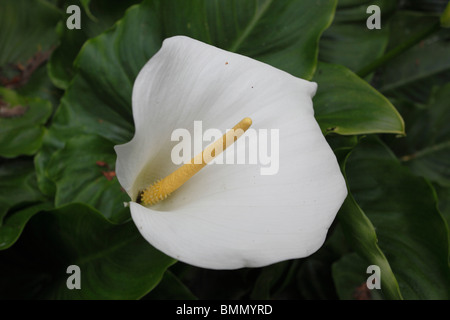 Arum Lilie (Zantedeschia Aethiopica) Nahaufnahme Blume Stockfoto