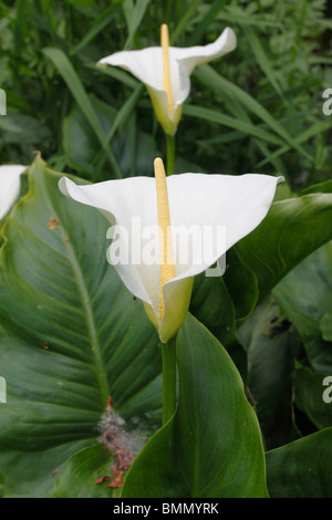 Arum Lilie (Zantedeschia Aethiopica) Pflanze in Blüte Stockfoto