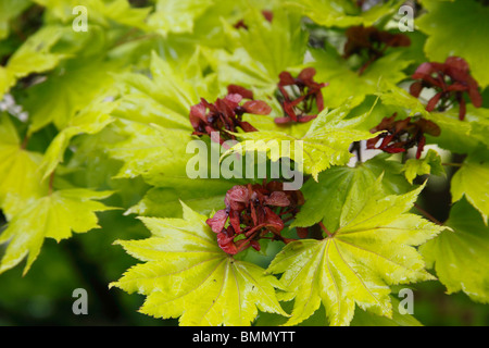 Acer Shirasawanum Aureum Nahaufnahme von Samen und Blätter Stockfoto