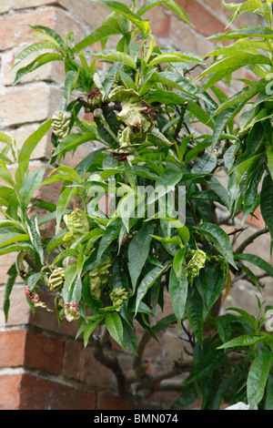 Pfirsich Blätter kräuseln (Taphrina Deformans) auf Nektarine Baum Stockfoto