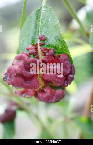 Pfirsich Blatt Curl (Taphrina Deformans) Großaufnahme auf Mandeln Blatt Stockfoto