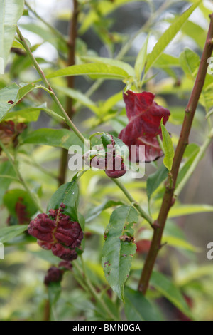 Peach Leaf Curl (Taphrina Deformans) auf Mandelbaum wächst Stockfoto