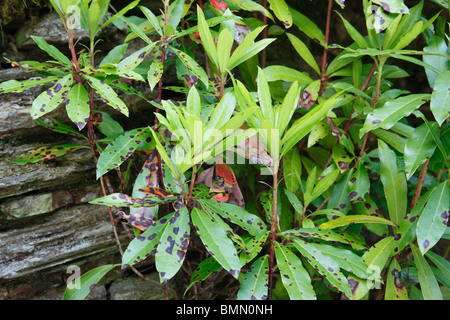 Rhododendron Blattflecken (Septoria Azaleae) Pflanze mit infizierten Blättern Stockfoto