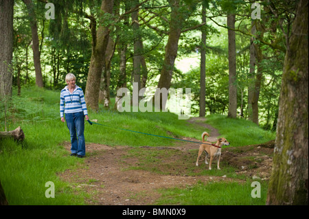 Frau allein zu Fuß Hund an der Leine auf Wanderweg im Wald in der Nähe von Llanwrtyd Wells Powys Mid Wales UK Stockfoto