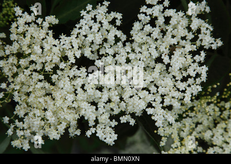 Holunder (Sambucus Nigra) Nahaufnahme von Blumen Stockfoto