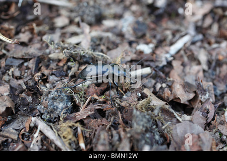 violette Boden Käfer (Carabus Violaceus) unter Laubstreu Stockfoto