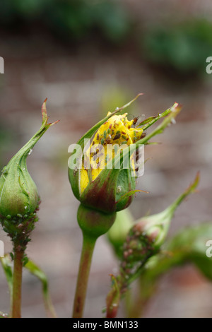 Rose Blattlaus (Macrosiphum Rosae) Blattläuse auf rose Knospe Stockfoto