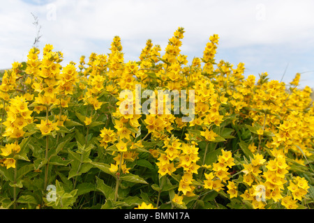 Gilbweiderich (Lysimachia Trommler) Pflanzen in Blüte Stockfoto