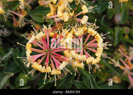 Geißblatt (Lonicera Periclymenum) Nahaufnahme Blume Stockfoto