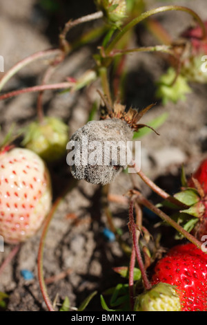 Grauschimmel (Botrytis Cinerea) auf Erdbeere Stockfoto