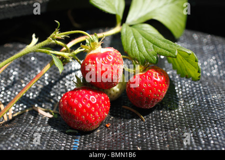 Erdbeere (Fragaria X ananassa) Honeoye Nahaufnahme Reife Frucht Stockfoto