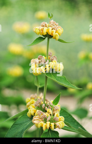 Jerusalem Salbei (Phlomis Russeliana) Stockfoto