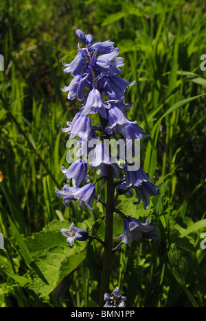 Bluebell, Dorset, England Stockfoto