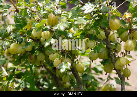 Stachelbeere (Ribes Uva-Crispa) Ivicta Nahaufnahme von Obst Stockfoto