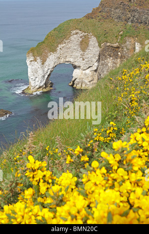 Kreidefelsen an der Küste von Antrim, Nordirland Stockfoto